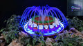 Celestial Dome LED Fountain